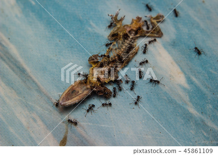 Close up of Dried dead small lizard Close up of Dried dead small lizard 45861109