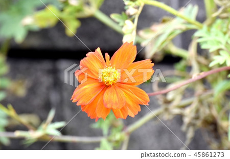 在三鷹中原開花的Kibanakosmos 在三鷹中原開花的Kibanakosmos 45861273