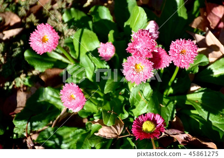 雛菊盛開在三鷹中原（雛菊） 45861275