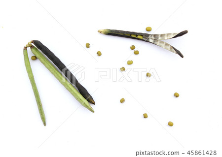 綠豆和貝殼 45861428