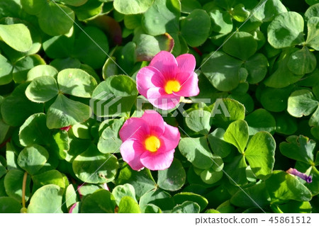 開花在三鷹中原的Oxalis 開花在三鷹中原的Oxalis 45861512