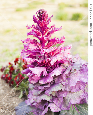 春天的花朵 葉牡丹 葉牡丹的成長圖 照片素材 圖片 圖庫