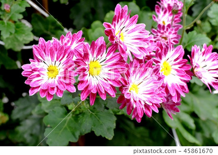 Spray gear blooming in Mitaka Nakahara 45861670