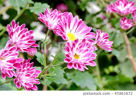 Spray gear blooming in Mitaka Nakahara 45861672