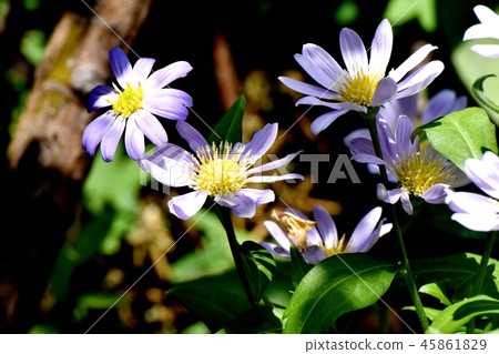 A light purple nokon giku blooming in Mikasa Nakahara 45861829