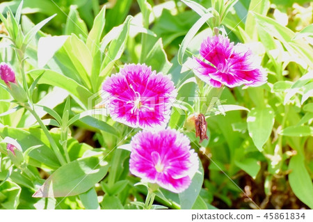 美國Nadesico盛開在三鷹中原 45861834