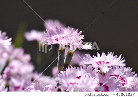 Pink nadesico blooming in Mitaka Nakahara 45861837
