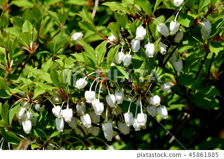Doudenttsuji blooming in Mitaka Nakahara 45861885