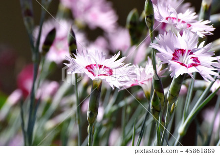 Nadesico在三鷹中原開花 45861889