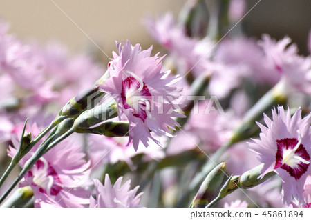 Nadesico在三鷹中原開花 45861894