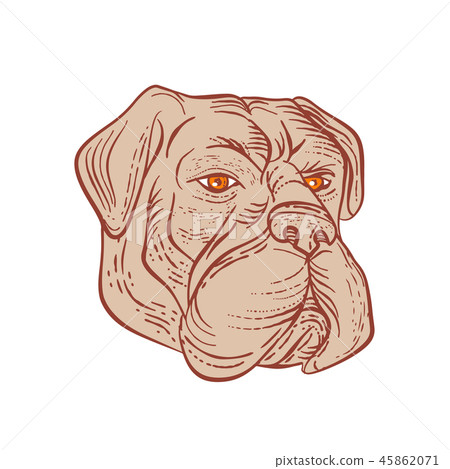 Bullmastiff Head Etching Color Bullmastiff Head Etching Color 45862071