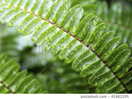 Tamashida Tamashida 45862295