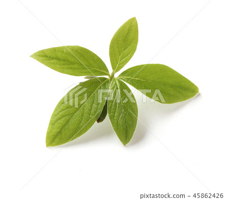 Azalea leaf Azalea leaf 45862426