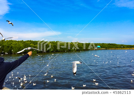 The man is feeding the Seagull The man is feeding the Seagull 45862513