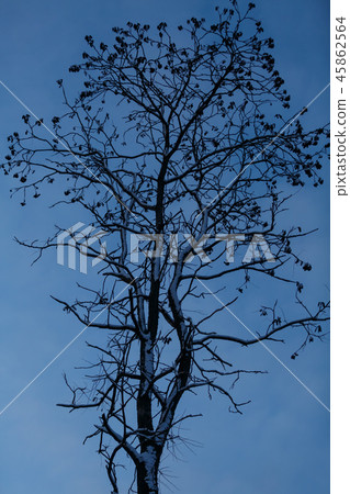 Silhouette of a tall tree covered in snow 45862564