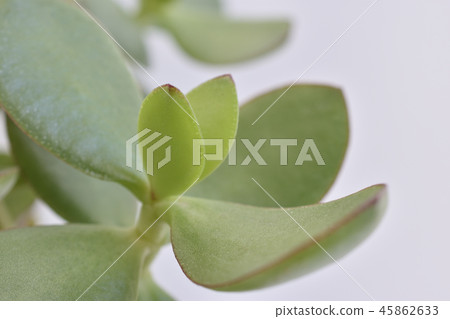 Philippe Benibacyi Philippe Benibacyi 45862633