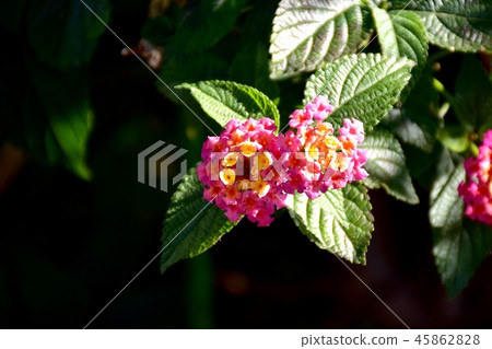 在三鷹中原盛開的馬纓丹 45862828