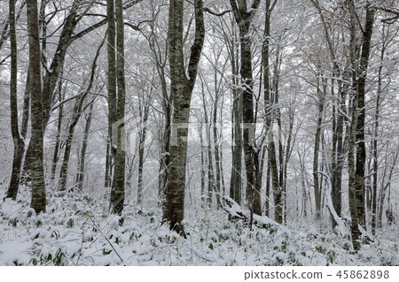 第一場降雪山毛櫸森林治愈森林 45862898