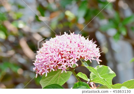 Butakuki blooming in Mitaka Nakahara Butakuki blooming in Mitaka Nakahara 45863130