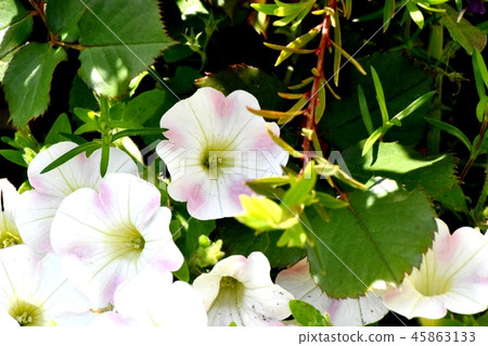 A pale pink double-colored petunia in a castle that blooms in Mitaka Nakahara 45863133