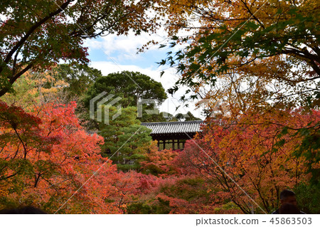 Tofukuji Temple 45863503