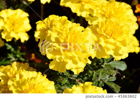 Yellow marigold blooming in Mitaka Nakahara Yellow marigold blooming in Mitaka Nakahara 45863602