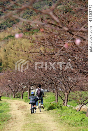 沿河綠樹成蔭的自行車 45863772