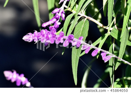 Purple Amethyst Sage Blooming in Mitaka Nakahara Purple Amethyst Sage Blooming in Mitaka Nakahara 45864050