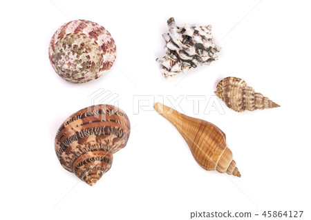 Seashells collection isolated on a white background Seashells collection isolated on a white background 45864127