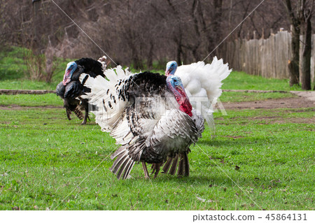 turkey male or gobbler grazing on a green grass background turkey male or gobbler grazing on a green grass background 45864131