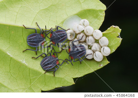 The leaf pieces have a four-legged elephant sum condylar egg. The leaf pieces have a four-legged elephant sum condylar egg. 45864168