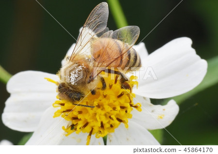 Closeup of a bee and a small white flower Closeup of a bee and a small white flower 45864170