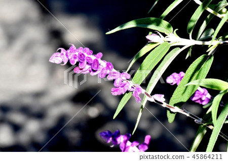 Purple Amethyst Sage Blooming in Mitaka Nakahara 45864211