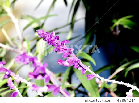 Purple Amethyst Sage Blooming in Mitaka Nakahara Purple Amethyst Sage Blooming in Mitaka Nakahara 45864214