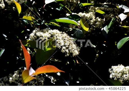 Flower of canard spring blooming in Mitaka Nakahara 45864225