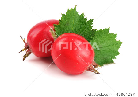Hawthorn berry with leaf isolated on white background close-up Hawthorn berry with leaf isolated on white background close-up 45864287