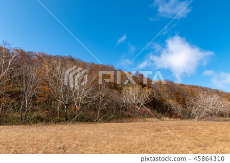 Kaya Hirano Forest Kaya Hirano Forest 45864310