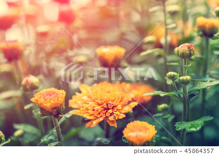 Flowering chrysanthemum flowers in the garden 45864357