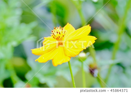 Kibanakosmos blooming in Mitaka Nakahara 45864371