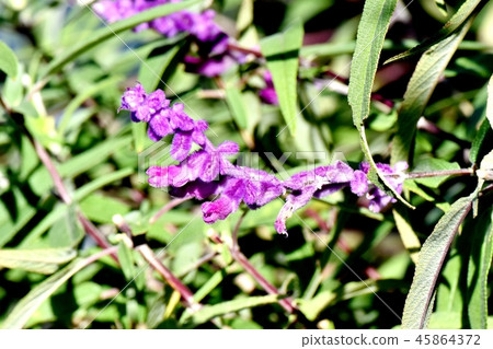 Purple Amethyst Sage Blooming in Mitaka Nakahara 45864372