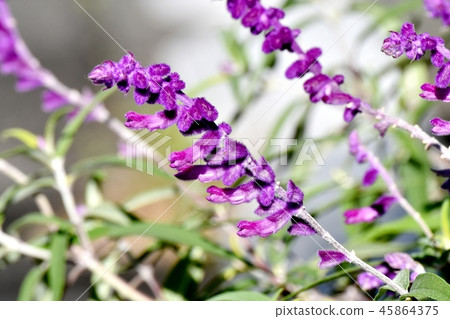 Purple Amethyst Sage Blooming in Mitaka Nakahara Purple Amethyst Sage Blooming in Mitaka Nakahara 45864375