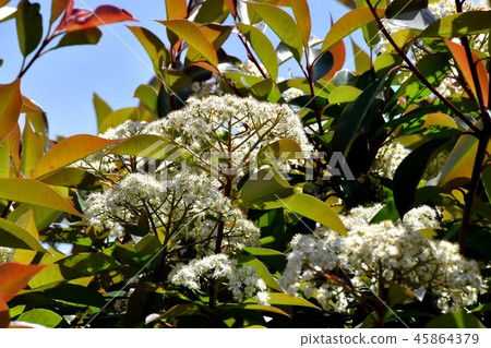 開花在三鷹中原的鴨子春天花 開花在三鷹中原的鴨子春天花 45864379