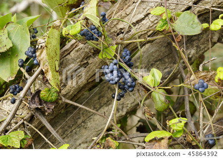 在秋末，野生葡萄被纏在死樹上 45864392