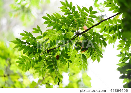 Green Green 45864406