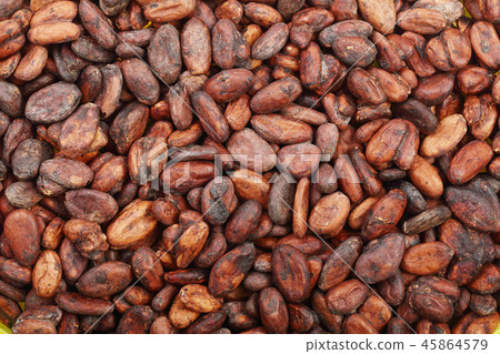 unpeeled cocoa bean as a background top view unpeeled cocoa bean as a background top view 45864579