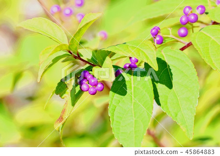 Komurasaki blooms in Mitaka Nakahara Komurasaki blooms in Mitaka Nakahara 45864883