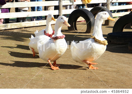 Two of the duck racing demonstrations Two of the duck racing demonstrations 45864932
