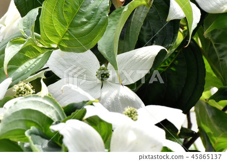 White wild boar flower blooming in Mitaka Nakahara 45865137