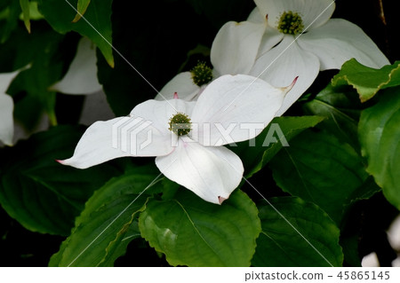 White wild boar flower blooming in Mitaka Nakahara 45865145