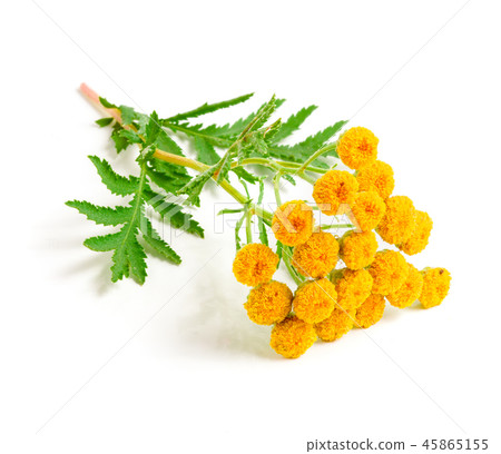 tansy with leaf isolated on a white background. Medical herb tansy with leaf isolated on a white background. Medical herb 45865155